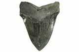 Serrated, Fossil Megalodon Tooth - South Carolina #374085-2